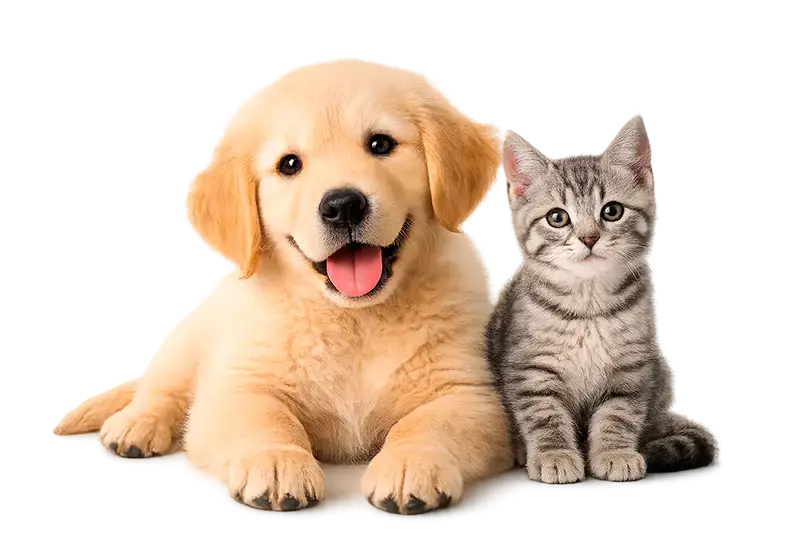 Perro y gato juntos, mirando a cámara